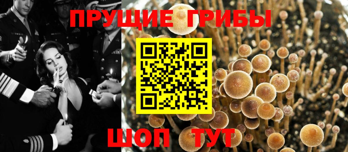 Псилоцибиновые грибы Psilocybe Асбест
